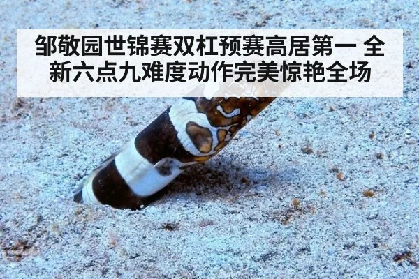 邹敬园世锦赛双杠预赛高居第一 全新六点九难度动作完美惊艳全场